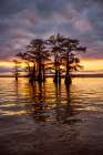 Stand of bald cypress trees, silhouetted at sunrise, Caddo Lake, Texas. Art Print